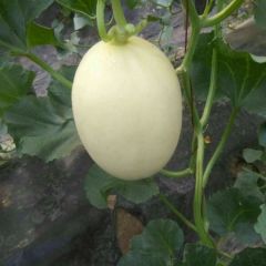 免费代收山东莘县东方密1号洋香瓜甜瓜