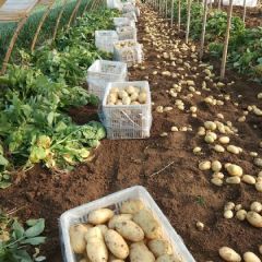 出售优质荷兰土豆