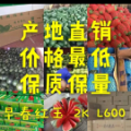 山东潍坊红玉2k西瓜大量上市包熟包甜