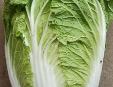 新野春白菜陆续大量上市供应