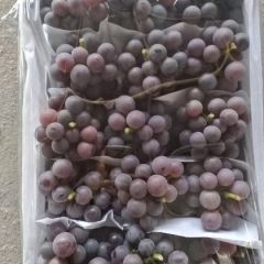 莱西大量藤稔葡萄上市，质量杠杠的
