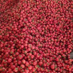 千禧，粉贝贝，产地直供