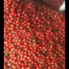 圣女果代收有需要的老板联系我