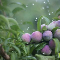 神农脆红李、李子、脆红李基地直销预定启动，欢迎前来考察