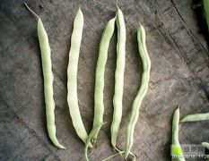 韩老五蔬菜农产品交易市场四季豆
