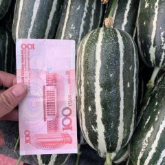 山东聊城莘县 中锋瓜果蔬菜