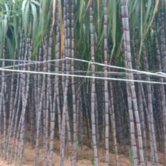 广西黑皮，大灰皮，黄皮，果甘蔗