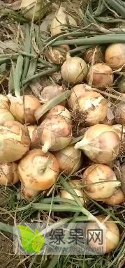 河南新野黄皮洋葱长势旺盛