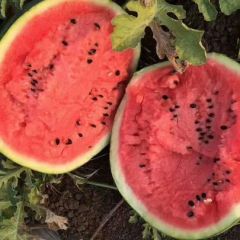 精品甜王，质量好，特别甜，货源充足，老农急卖了