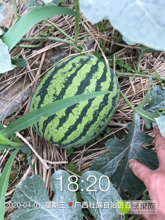 麒麟西瓜价格