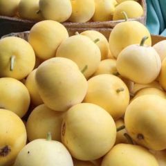 临沂平邑，万亩甜瓜上市，绿宝石，甜星十二，洋九，洋角蜜等