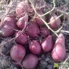 越南进口珍珠紫薯