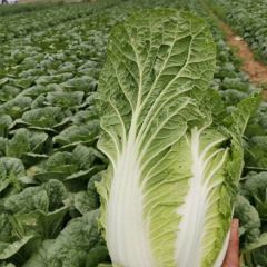 新野县菊锦春白菜，甘蓝大量上市