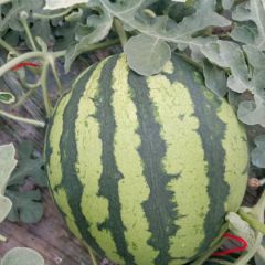 云南无籽麒麟西瓜，美都品种