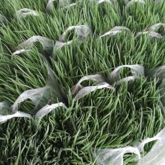 藁城里庄张恒小葱大葱