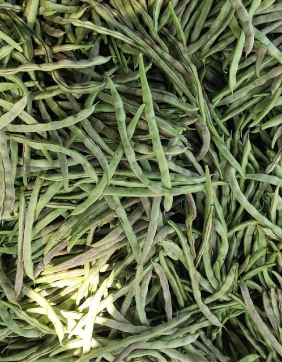 成武孙庙孙持根4月九粒红 油豆角 四季豆 蔬菜商情网