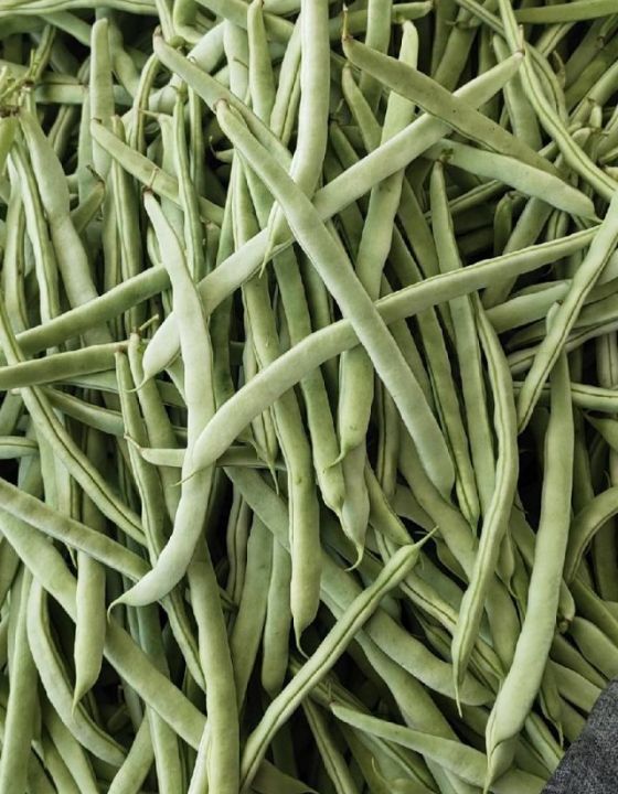 供应 成武孙庙孙持根4月九粒红(油豆角)四季豆