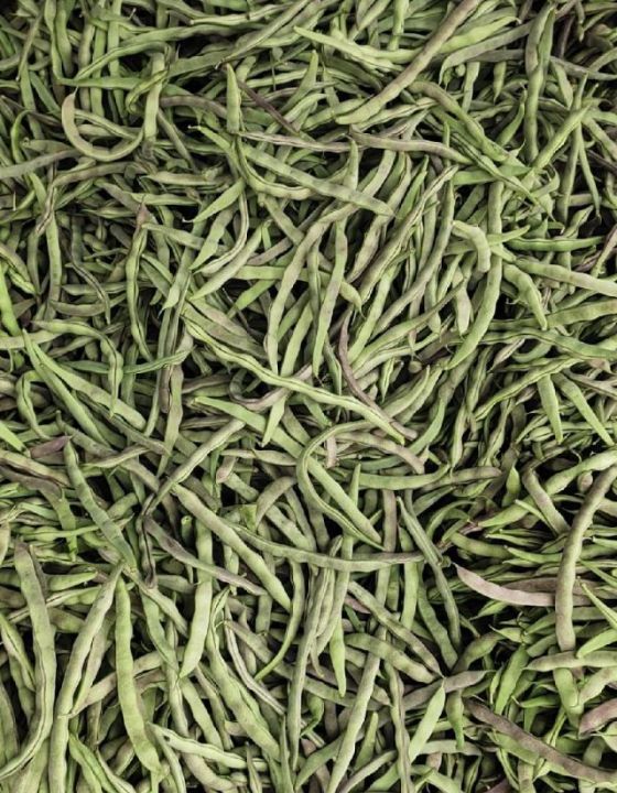 成武孙庙孙持根4月九粒红 油豆角 四季豆 蔬菜商情网