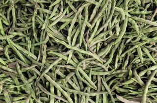 成武孙庙孙持根4月紫花油花豆豆角 九粒红 大连白 豆角价格网