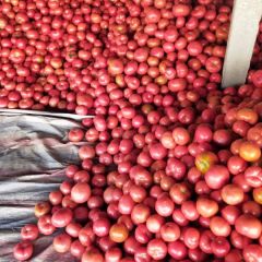 温室硬粉大量供应