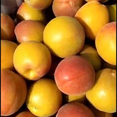 丰源红杏，大荔杏，凯特杏