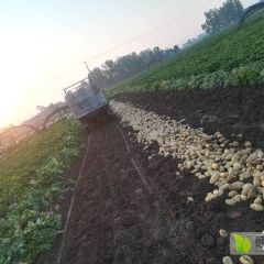 滕州大棚土豆大量上市了！！！