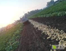 滕州大棚土豆大量上市了！！！