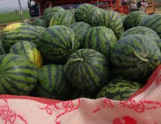 今日西瓜价格0.9一斤，8至10斤，熟度6～7成