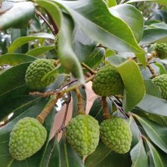 电白荔枝岭南佳果