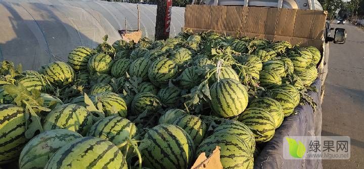 2020年河南扶沟8424西瓜价格