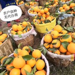 仁寿青见大户直销