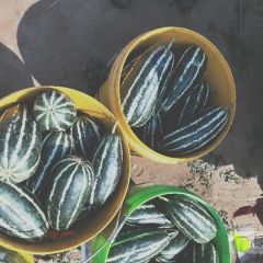 河北省石家庄新乐市博洋9甜瓜又脆又甜