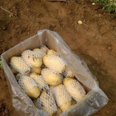 山东肥城二膜土豆即将大量上市