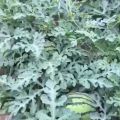 西瓜熟了 8424西瓜大量上市