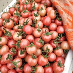 山东莘县千禧 贝贝基地