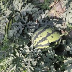 陕西渭南临渭区甜王，金城五直生苗