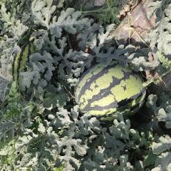 主要品种，甜王西瓜，金城五号，