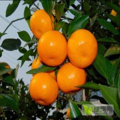 早熟 脐橙 特早 纽荷尔 爱援38 梅柑