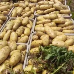 山东省平阴县土豆大量供应