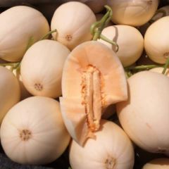 万亩甜瓜，东方蜜 红金蜜 晓蜜25 博洋系列甜瓜大量上市