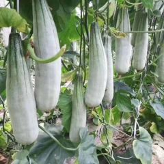 甜瓜 原产地直销