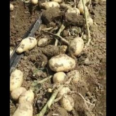 希森6号土豆现已上市，