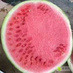 夏邑县精品西瓜美都西瓜大量供应