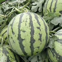 夏邑县郭庄8424西瓜5月上旬大量上市