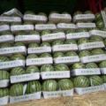 2020年碭山西瓜5月1號開始上市品種有8424，甜王，美都等。
