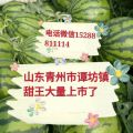谭坊镇甜王西瓜上市了