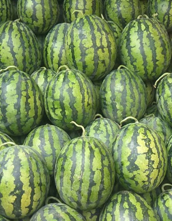 河北甜王西瓜大量上市中