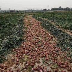 大邑广贤红皮洋葱现已开始预定
