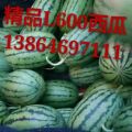 山东潍坊L 600西瓜产地批发价格便宜