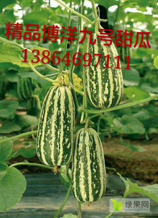 2021年山东寒亭博洋九甜瓜价格